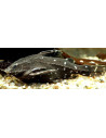 Silure peige (Agamyxis pectinifrons) 4-5cm