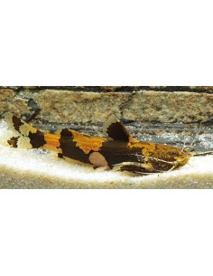 poisson-chat de Prashad (Akysis prashadi) 3-4cm