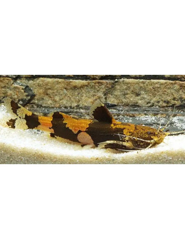 poisson-chat de Prashad (Akysis prashadi) 3-4cm