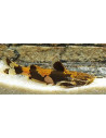 poisson-chat de Prashad (Akysis prashadi) 3-4cm