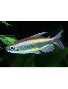 tetra rouge cerise (Alestopetersius brichardi) 4-5cm