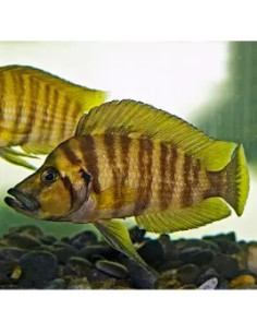 Altolamprologus calvus "Yellow" F1 3-4cm
