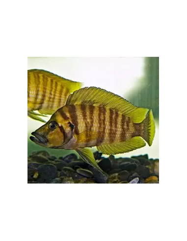 Altolamprologus calvus Yellow F1 (Altolamprologus calvus "Yellow" F1) 3-4cm