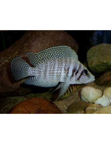 Altolamprologus calvus White Chaitika F1 (Altolamprologus calvus White "Chaitika" F1)