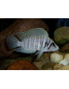 Altolamprologus calvus White "Chaitika" F1