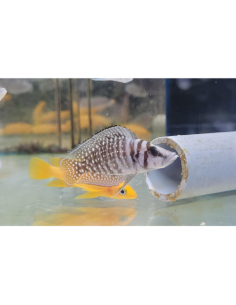Altolamprologus calvus White Chaitika F1 (Altolamprologus calvus White "Chaitika" F1)