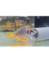 Altolamprologus calvus White "Chaitika" F1
