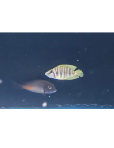 Altolamprologus calvus Yellow F1 (Altolamprologus calvus "Yellow" F1) 3-4cm
