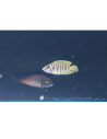 Altolamprologus calvus "Yellow" F1 3-4cm
