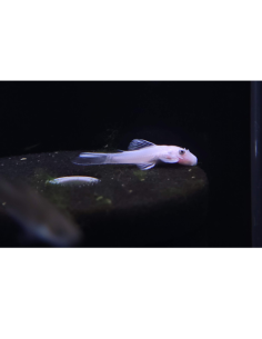 Ancistrus Snow White (Ancistrus cf. cirrhosus "Snow White") 2,5cm
