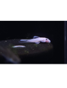 Ancistrus Snow White (Ancistrus cf. cirrhosus "Snow White") 2,5cm