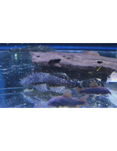 Ancistrus cf. cirrhosus L (Ancistrus cf. cirrhosus) 6-8cm