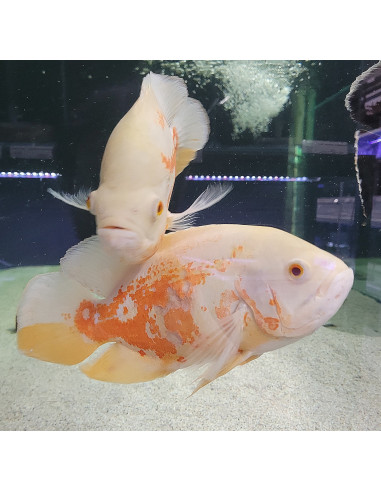 Oscar Red Tiger Albino XL (Astronotus ocellatus Red Tiger Albinos) 15-20cm