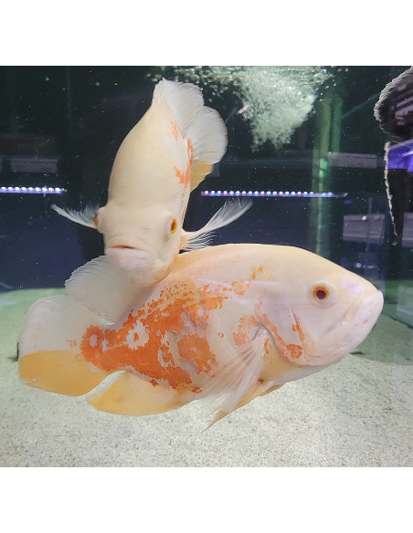 Oscar Red Tiger Albino XL (Astronotus ocellatus Red Tiger Albinos) 15-20cm