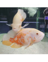 Oscar Red Tiger Albino XL (Astronotus ocellatus Red Tiger Albinos) 15-20cm
