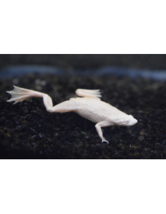 Hymenochirus boettgeri leucistique 2-3cm