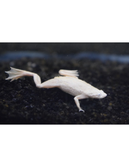 Hymenochirus boettgeri leucistique 2-3cm