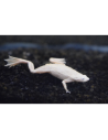 Hymenochirus boettgeri leucistique 2-3cm