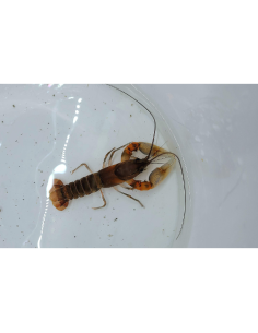 Écrevisse Red Kong (Cherax alciae "Red Kong") 6-8cm
