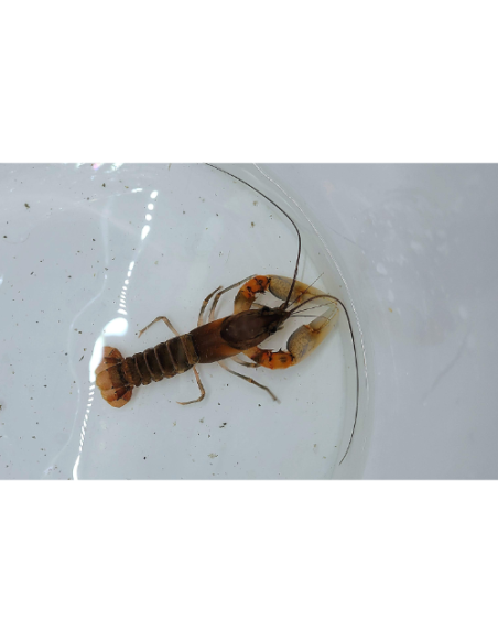 Écrevisse Red Kong (Cherax alciae "Red Kong") 6-8cm