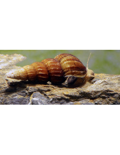 Brotia Herculae 4-5cm Wild