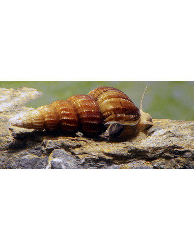Brotia Herculae 4-5cm Wild