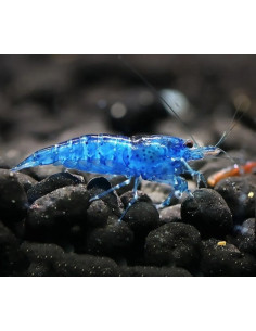 Caridina Sp. Blue Diamond 1,2-1,5cm