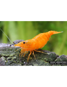 Neocaridina Heteropoda Orange 1-1,5cm