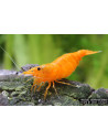 Neocaridina Heteropoda Orange 1-1,5cm