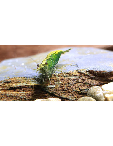 Crevette Green Jade (Neocaridina davidi var. Green Jade) 1-1,5cm