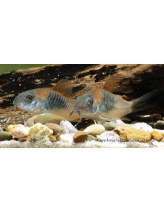Corydoras Venezuela Orange (Corydoras cf. aeneus "Venezuela Orange") 2-2,5cm