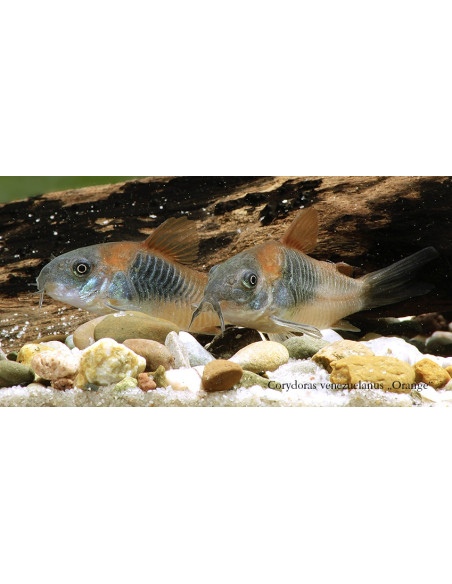 Corydoras Venezuela Orange (Corydoras cf. aeneus "Venezuela Orange") 2-2,5cm
