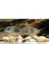 Corydoras Venezuela Orange (Corydoras cf. aeneus "Venezuela Orange") 2-2,5cm