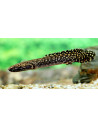 Polypterus Ornatipinnis 8-10cm