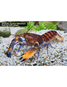 Écrevisse Cherax woworae (Cherax woworae)