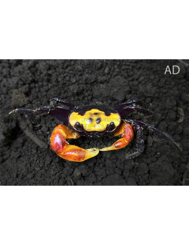 Geosesarma aristocratensis – 2–2,5 cm (Wild)