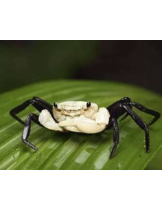 Crabe Lepidothelphusa padawan (Lepidothelphusa padawan) 2-2,5cm Wild