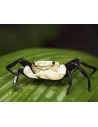 Crabe Lepidothelphusa padawan (Lepidothelphusa padawan) 2-2,5cm Wild