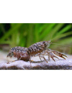 Écrevisse naine Cambarellus puer (Cambarellus puer) 1,2-2cm