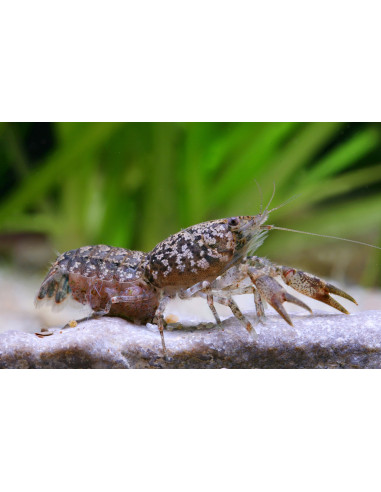 Écrevisse naine Cambarellus puer (Cambarellus puer) 1,2-2cm