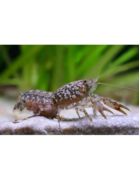 Écrevisse naine Cambarellus puer (Cambarellus puer) 1,2-2cm