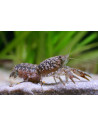 Écrevisse naine Cambarellus puer (Cambarellus puer) 1,2-2cm