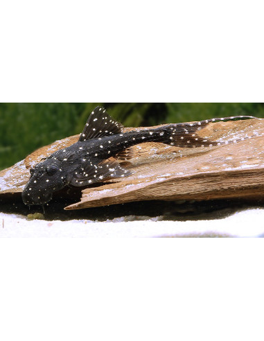 Acanthicus adonis (Acanthicus adonis) 3-4,5cm