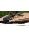 Acanthicus adonis (Acanthicus adonis) 3-4,5cm