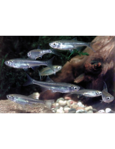 Able De Heckel 4-7 Cm