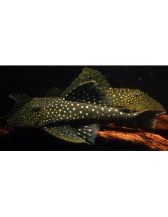 Ancistrinae Gen. Sp. L128 4-6cm Wild
