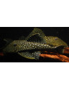 Pleco Blue phantom ( Hemiancistrus guahiborum L128) 4-6cm Wild
