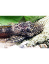 Ancistrus dolichopterus (Ancistrus dolichopterus) 5-6cm Wild