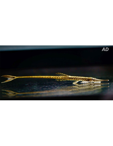 Farlowella acus (Farlowella acus) 6-8cm Wild