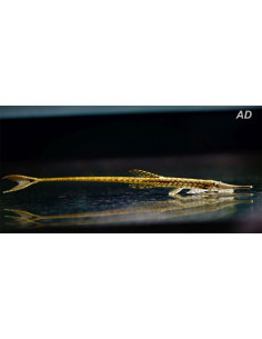 Farlowella acus (Farlowella acus) 10-12cm Wild